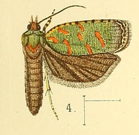 Accra viridis